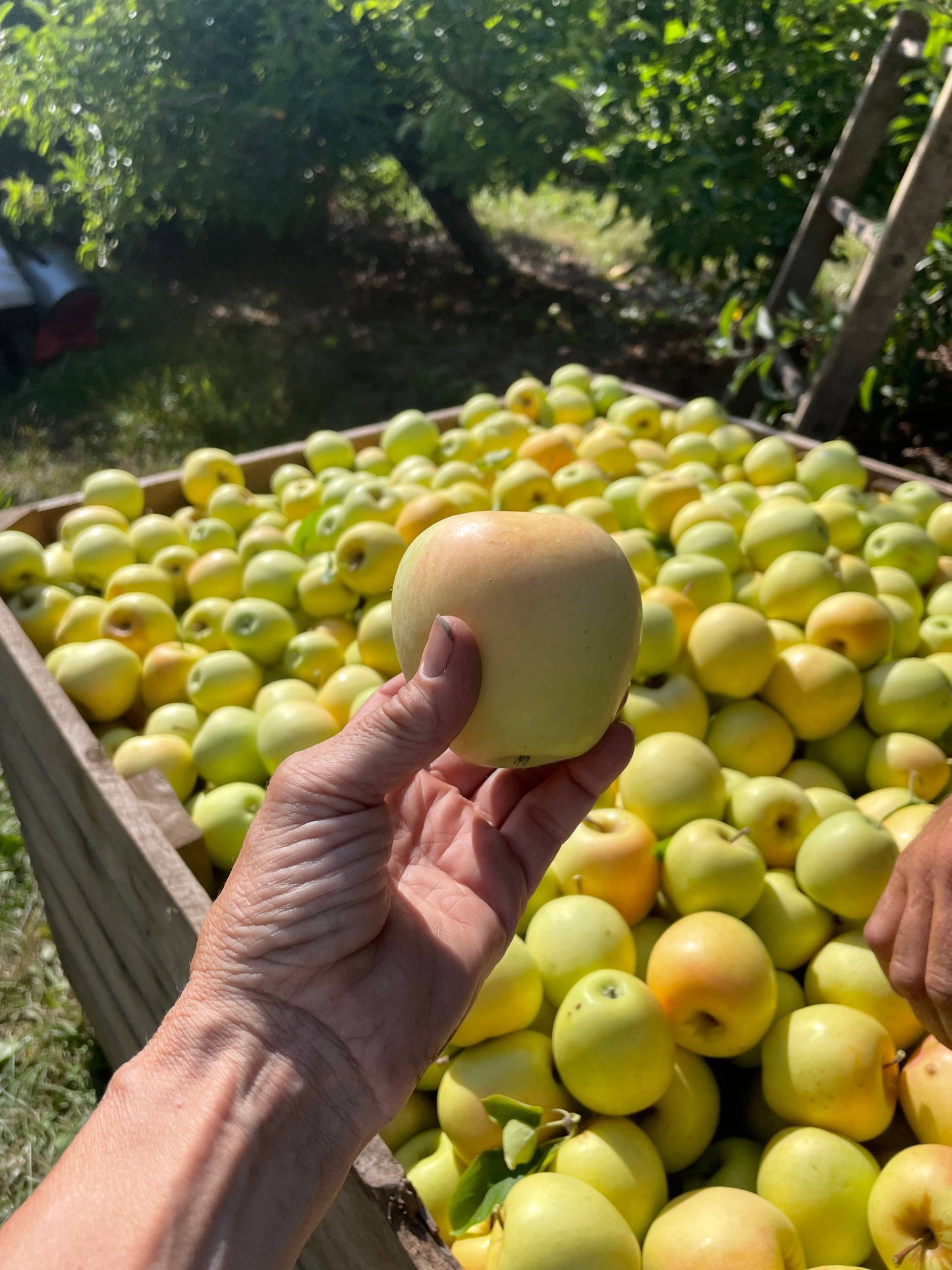 Granny Smith Apple Goat Milk Soap