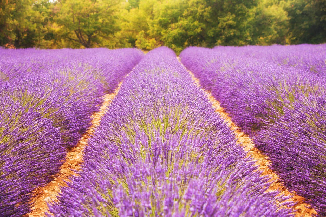 Lavender Essential Oil - 100% Pure | Wholesale Bulk: 2oz