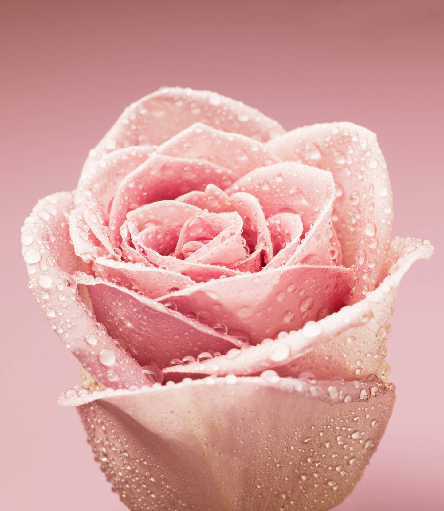 Rose Water (Hydrosol) - 100% Pure | Wholesale Bulk: Plastic / 16oz