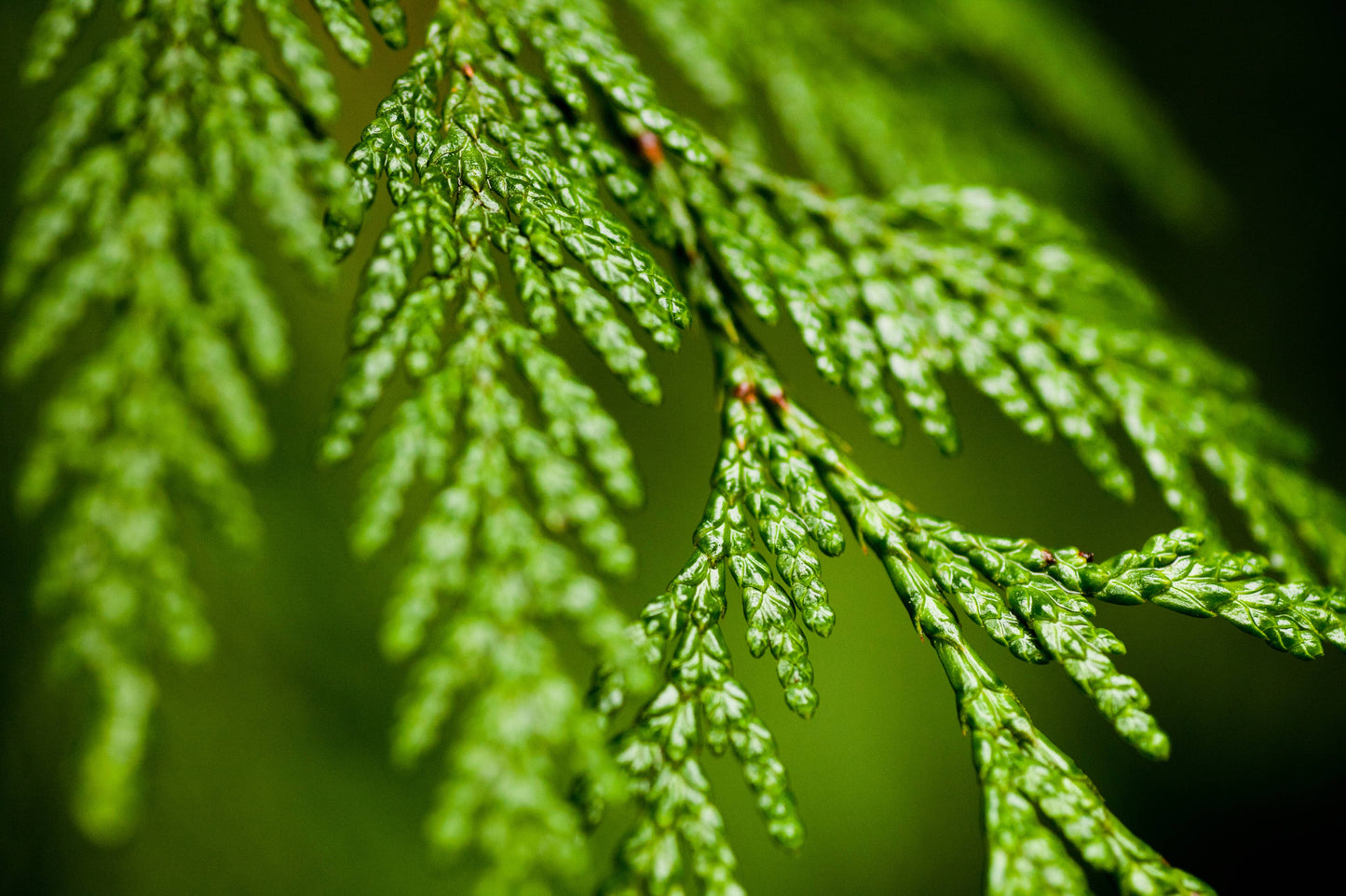 Cedarwood Essential Oil - 100% Pure | Wholesale Bulk: 2oz