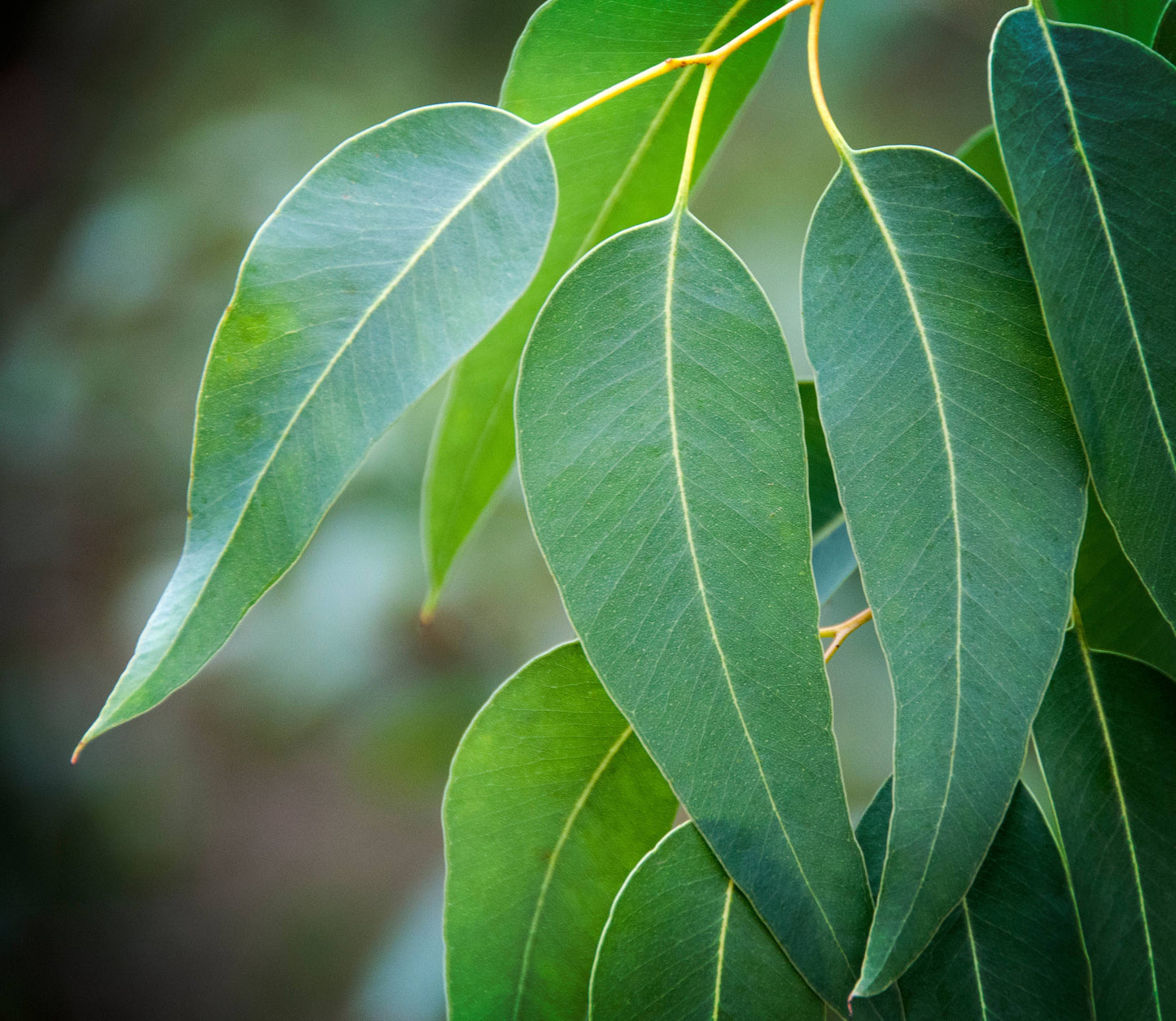 Eucalyptus Essential Oil - 100% Pure | Wholesale Bulk: 2oz